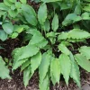Hosta Wave Motion Live Plant – 5.25 Inch Pot – Well Rooted Perennial – Shade - Image 1