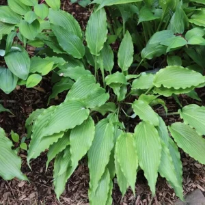 Hosta Wave Motion Live Plant – 5.25 Inch Pot – Well Rooted Perennial – Shade - Image 1