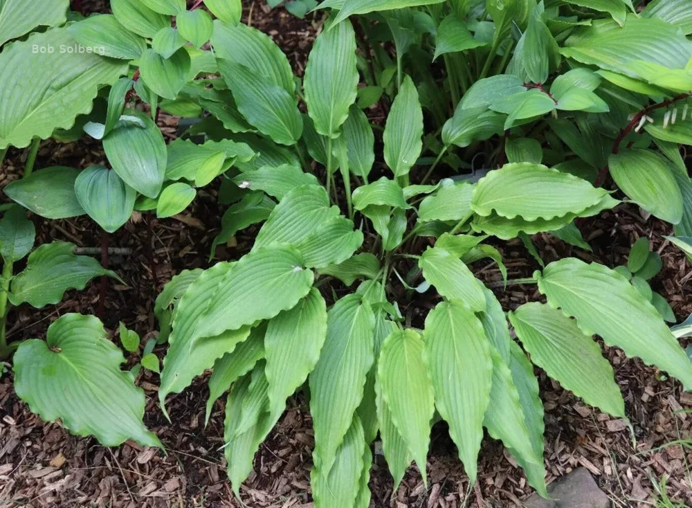 Hosta Wave Motion Live Plant – 5.25 Inch Pot – Well Rooted Perennial – Shade - Image 1