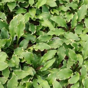 Hosta Wheee! Live Plant - Well-Rooted 5.25