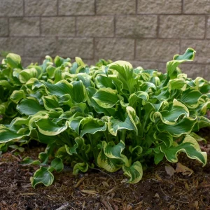 Hosta Wheee! Live Plant - Well-Rooted 5.25