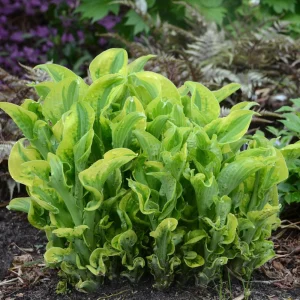 Hosta Wheee! Live Plant - Well-Rooted 5.25