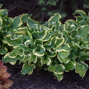 Hosta Wheee! Live Plant - Well-Rooted 5.25
