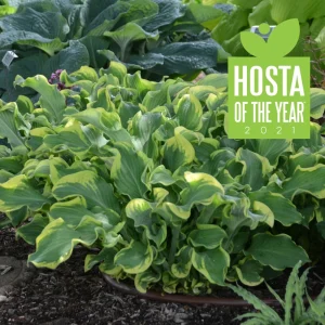 Hosta Wheee! Live Plant - Well-Rooted 5.25