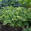 Hosta Wheee! Live Plant - Well-Rooted 5.25" Pot Perennial for Shade - Image 1