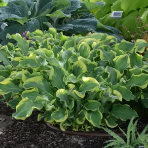 Hosta Wheee! Live Plant - Well-Rooted 5.25