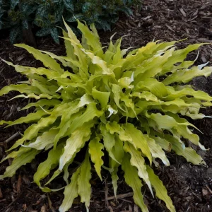 Hosta Wiggles and Squiggles Live Plant - 5.25