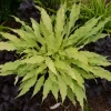 Hosta Wiggles and Squiggles Live Plant - 5.25" Pot Perennial Shade Plant - Image 1