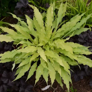 Hosta Wiggles and Squiggles Live Plant - 5.25