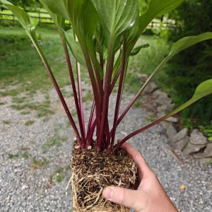 Hosta Wild Cherry Live Plant – Shade-Loving Perennial – Vibrant Foliage - Image 2