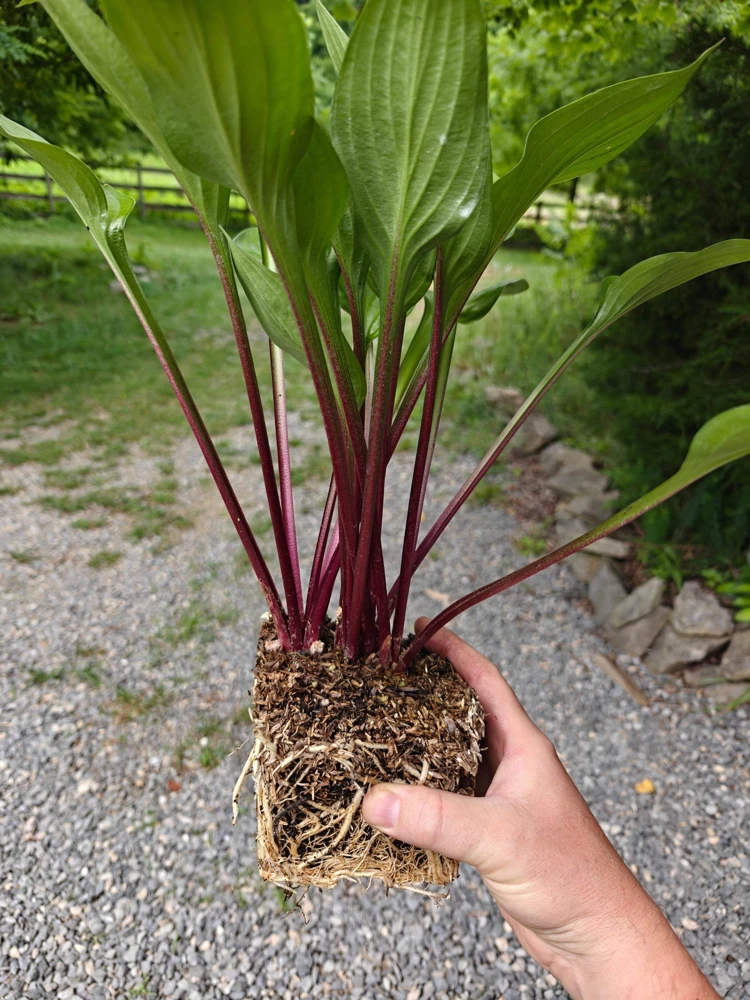 Hosta Wild Cherry Live Plant – Shade-Loving Perennial – Vibrant Foliage - Image 2