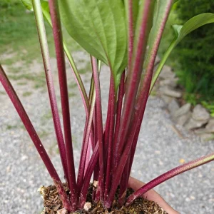 Hosta Wild Cherry Live Plant – Shade-Loving Perennial – Vibrant Foliage - Image 3