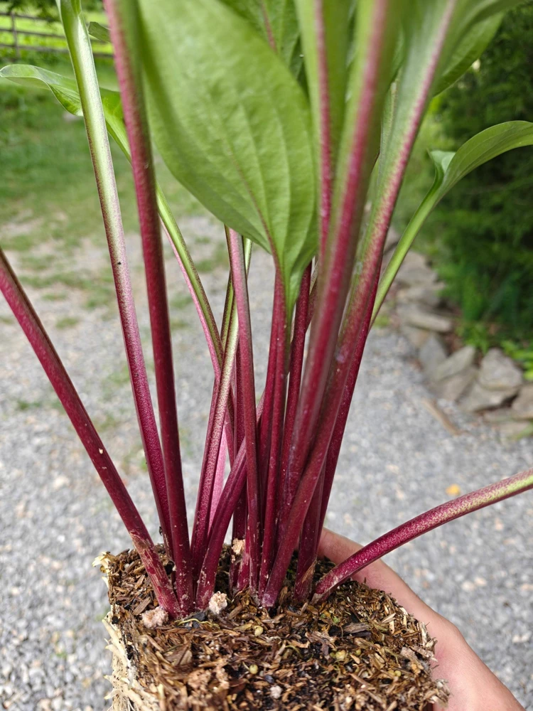 Hosta Wild Cherry Live Plant – Shade-Loving Perennial – Vibrant Foliage - Image 3