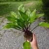 Hosta Wild Cherry Live Plant – Shade-Loving Perennial – Vibrant Foliage - Image 1
