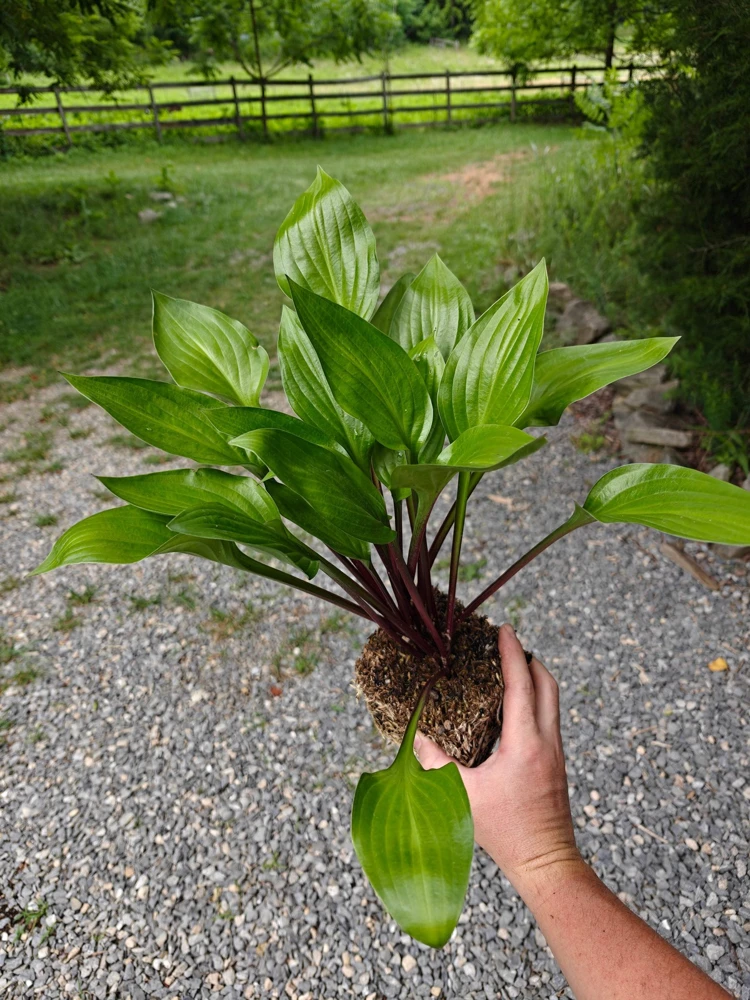 Hosta Wild Cherry Live Plant – Shade-Loving Perennial – Vibrant Foliage - Image 1