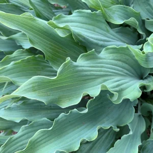 Hosta Wild Imagination Live Plant - 5.25