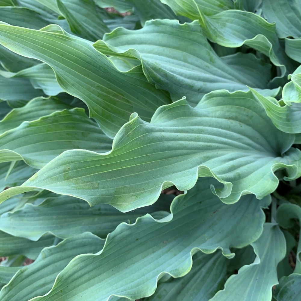 Hosta Wild Imagination Live Plant - 5.25" Pot, Perennial, Shade - Image 2