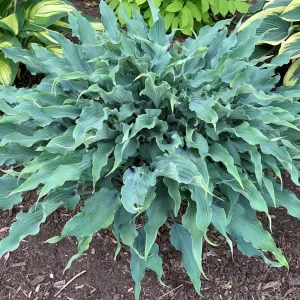 Hosta Wild Imagination Live Plant - 5.25