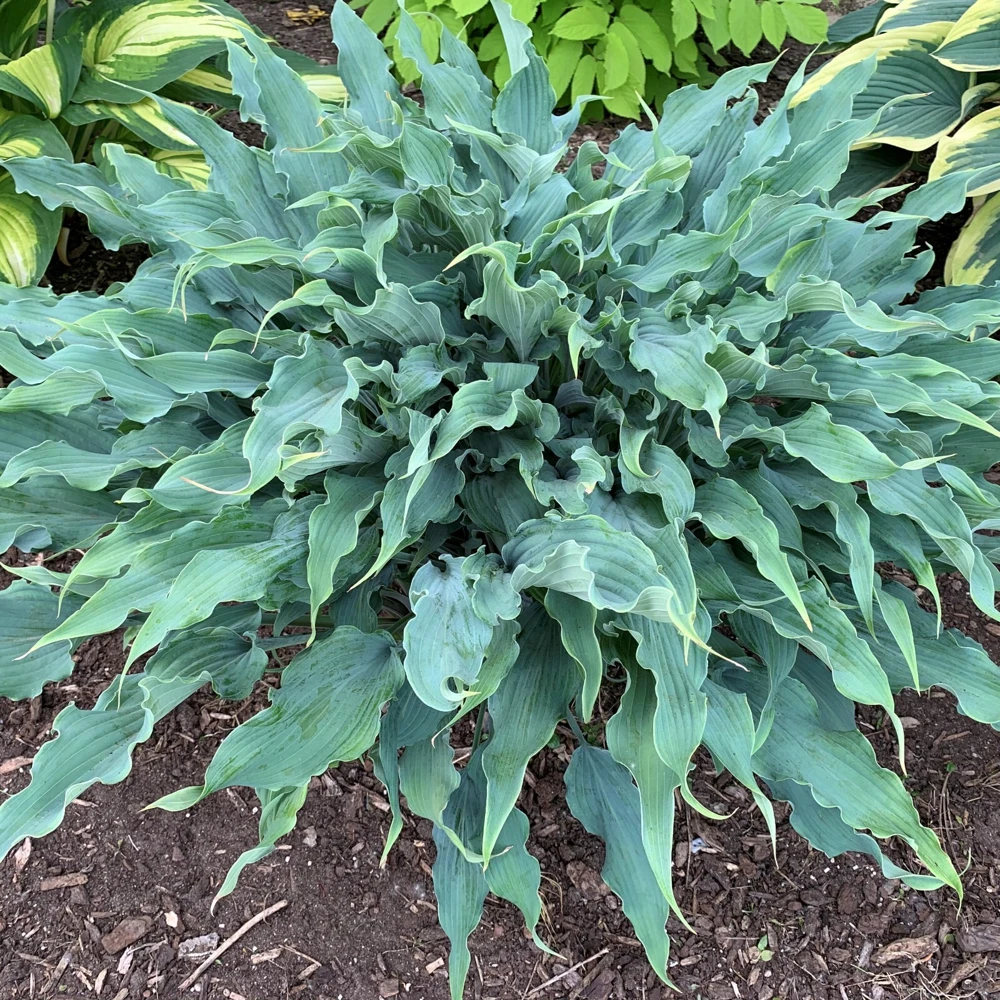 Hosta Wild Imagination Live Plant - 5.25" Pot, Perennial, Shade - Image 1