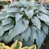 Hosta 'Wind Beneath My Wings' Live Plant - 5.25" Pot, Perennial, Shade - Image 1