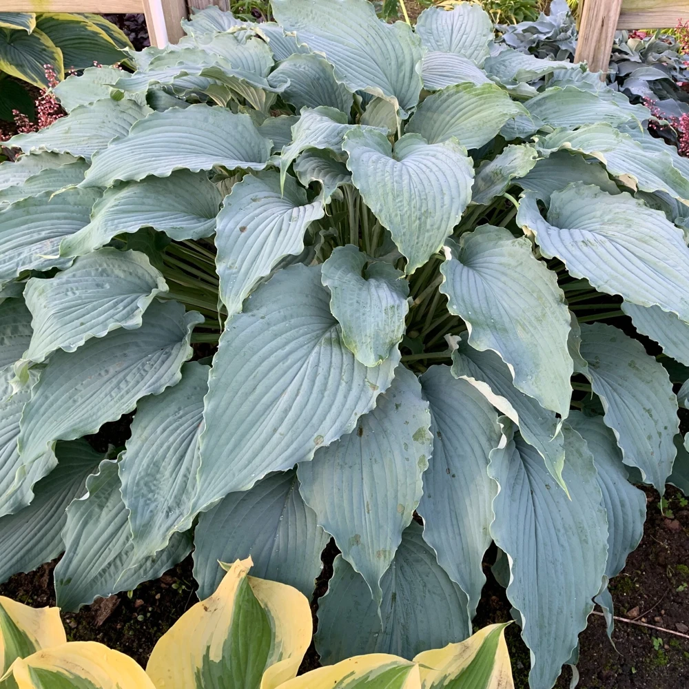 Hosta 'Wind Beneath My Wings' Live Plant - 5.25" Pot, Perennial, Shade - Image 1