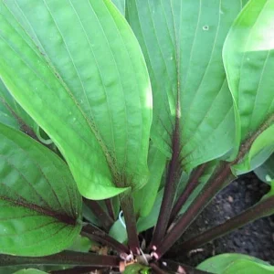Hosta Wisconsin Red Live Plant – 5.25