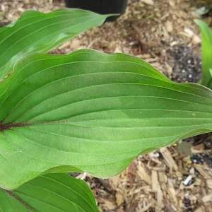 Hosta Wisconsin Red Live Plant – 5.25