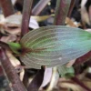 Hosta Wisconsin Red Live Plant – 5.25" Pot – Perennial Shade Plant Outdoor - Image 1