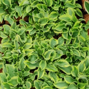 Hosta Wrinkle in Time Live Plant – 5.25