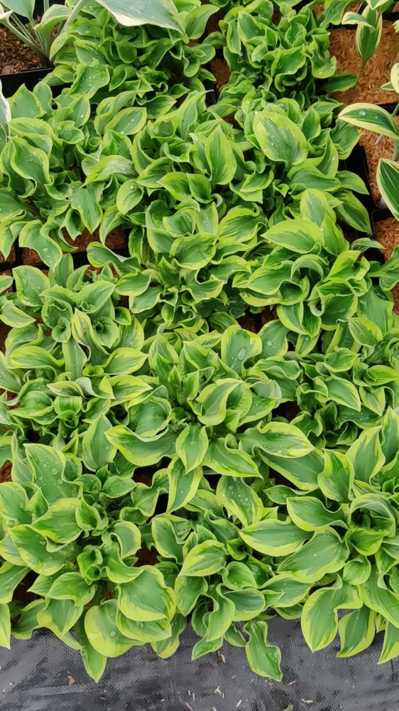 Hosta Wrinkle in Time Live Plant – 5.25" Pot Perennial Shade Hardy Outdoor - Image 2