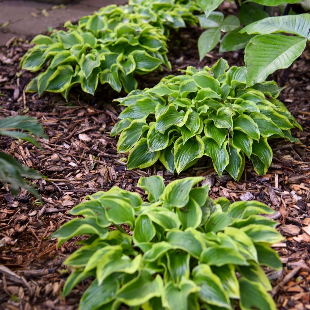 Hosta Wrinkle in Time Live Plant – 5.25" Pot Perennial Shade Hardy Outdoor - Image 3