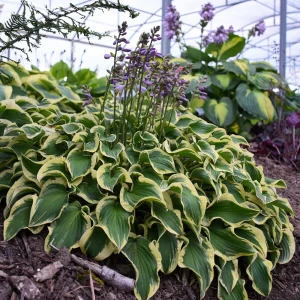 Hosta Wrinkle in Time Live Plant – 5.25
