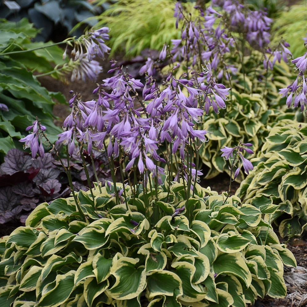 Hosta Wrinkle in Time Live Plant – 5.25" Pot Perennial Shade Hardy Outdoor - Image 5