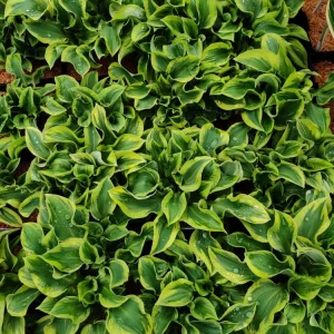 Hosta Wrinkle in Time Live Plant – 5.25