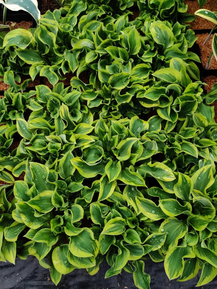 Hosta Wrinkle in Time Live Plant – 5.25" Pot Perennial Shade Hardy Outdoor - Image 6
