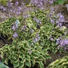 Hosta Wrinkle in Time Live Plant – 5.25" Pot Perennial Shade Hardy Outdoor - Image 1