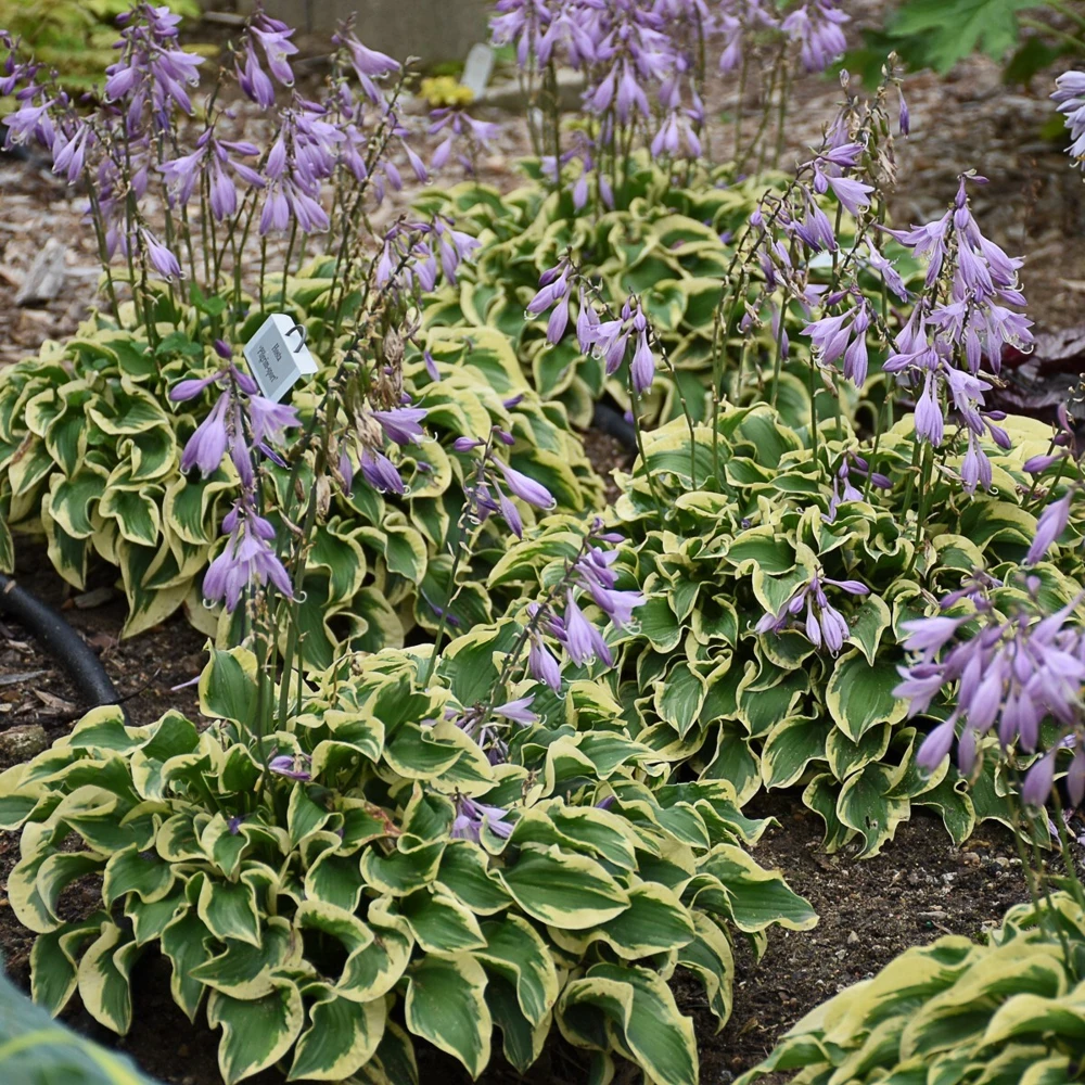 Hosta Wrinkle in Time Live Plant – 5.25" Pot Perennial Shade Hardy Outdoor - Image 1