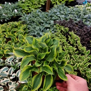 Hosta Wrinkle in Time Live Plant – 5.25