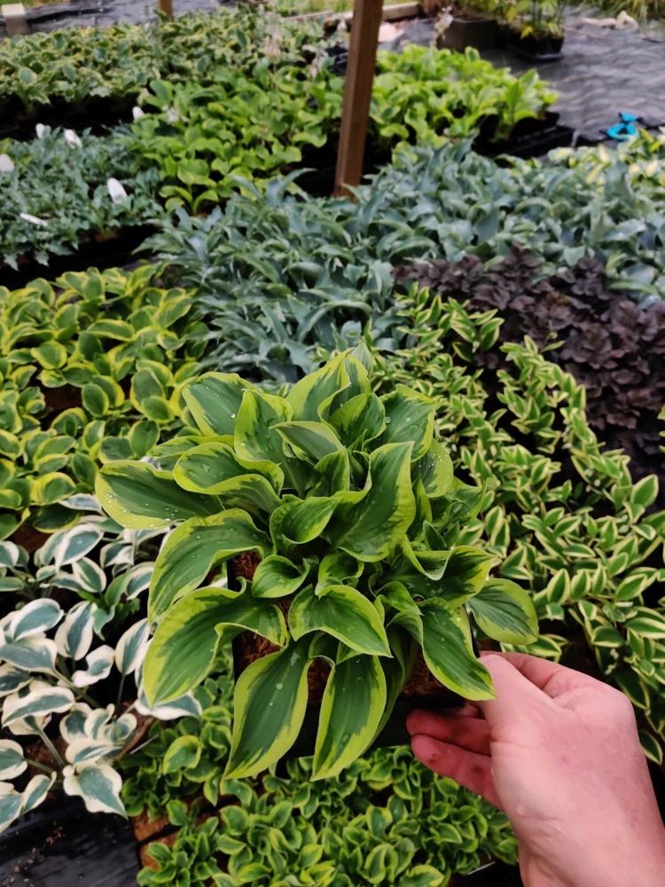 Hosta Wrinkle in Time Live Plant – 5.25" Pot Perennial Shade Hardy Outdoor - Image 7