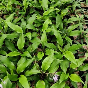 Hosta Xcuse Me Live Plant – 5.25" Pot – Perennial Red Stems – Full/Partial Shade - Image 2