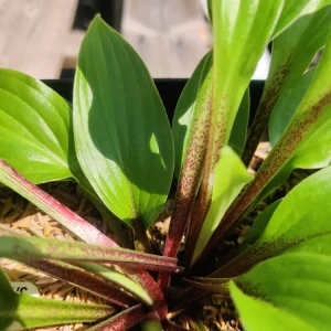 Hosta Xcuse Me Live Plant – 5.25