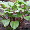 Hosta Xcuse Me Live Plant – 5.25" Pot – Perennial Red Stems – Full/Partial Shade - Image 1