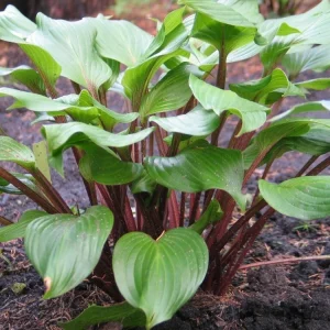 Hosta Xcuse Me Live Plant – 5.25" Pot – Perennial Red Stems – Full/Partial Shade - Image 1