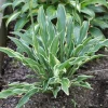 Hosta Yippee Live Plant – 5.25" Pot – Well Rooted Perennial Shade Plant - Image 1