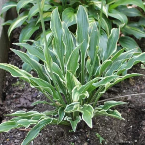 Hosta Yippee Live Plant – 5.25" Pot – Well Rooted Perennial Shade Plant - Image 1