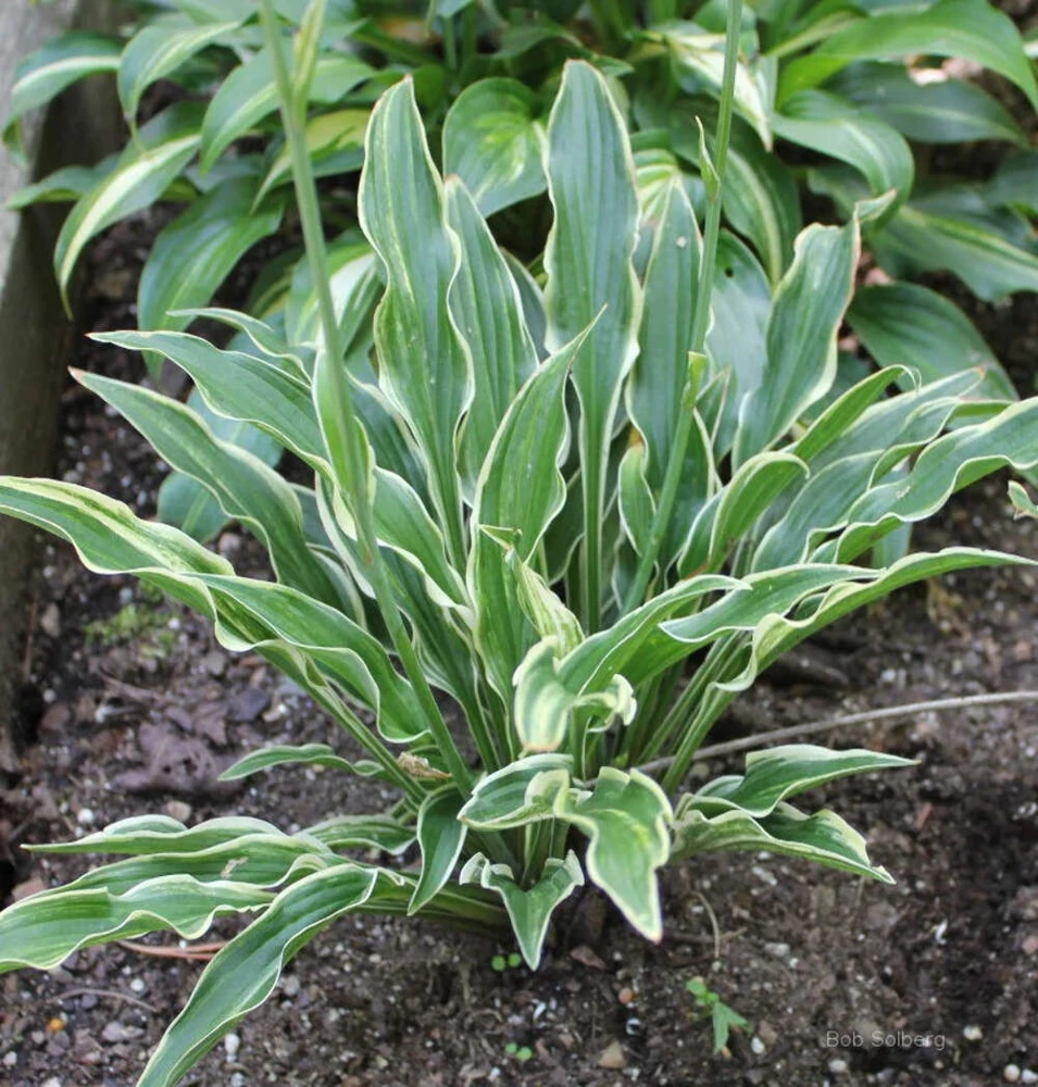 Hosta Yippee Live Plant – 5.25" Pot – Well Rooted Perennial Shade Plant - Image 1