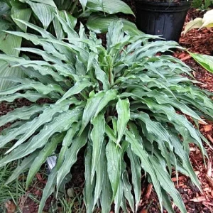 Hosta 'Zucchini Fries' Live Plant 5.25