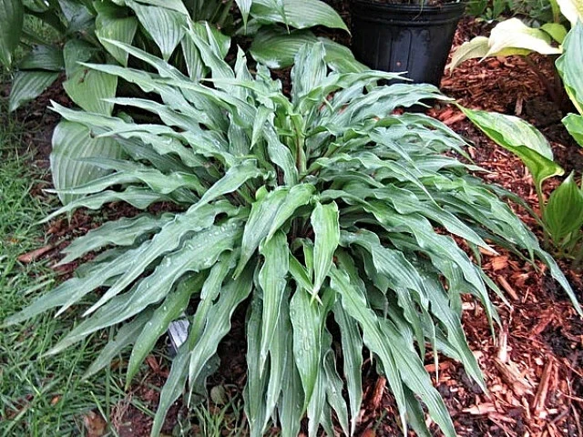 Hosta 'Zucchini Fries' Live Plant 5.25" Pot - Perennial Shade Garden - Image 2