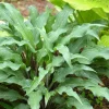 Hosta 'Zucchini Fries' Live Plant 5.25" Pot - Perennial Shade Garden - Image 1