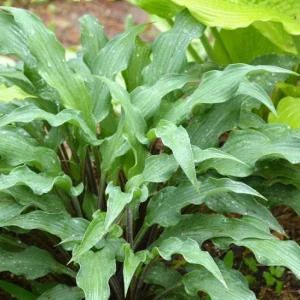 Hosta 'Zucchini Fries' Live Plant 5.25